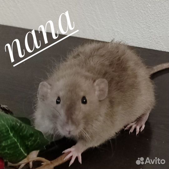 Крысята кудрявые(рекс)