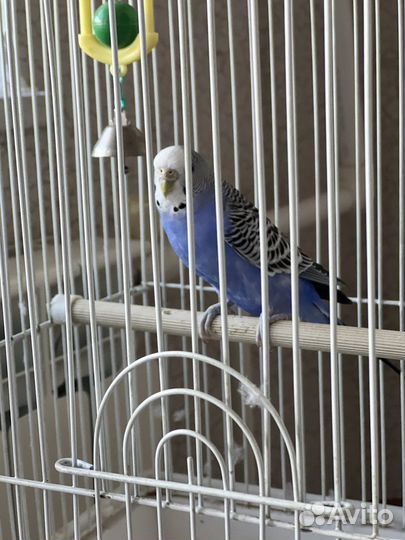 Волнистый попугай