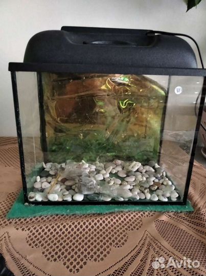 Аквариум