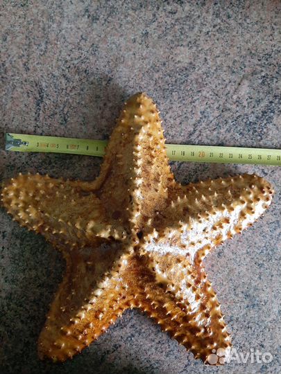 Морская звезда