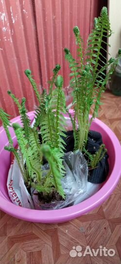 Папоротник