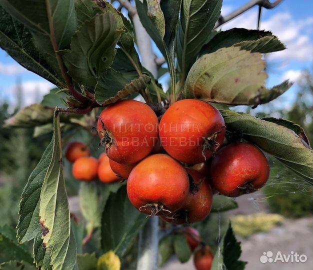 Боярышник крупный