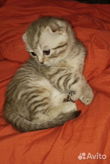 Шотландские вислоухие