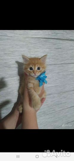 Кошка в дар