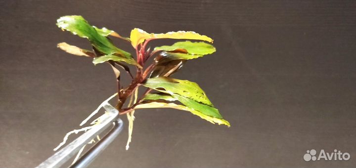 Буцефаландра