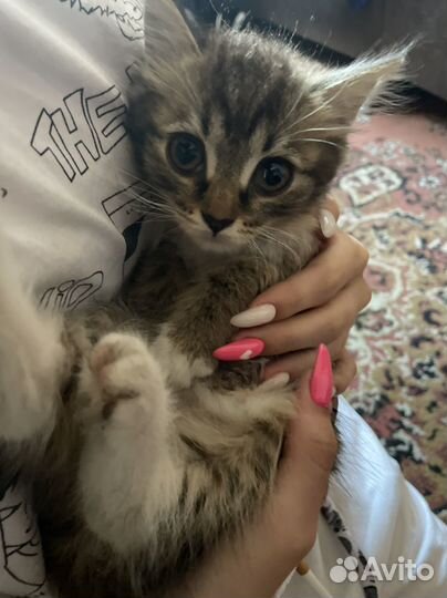 Кошки