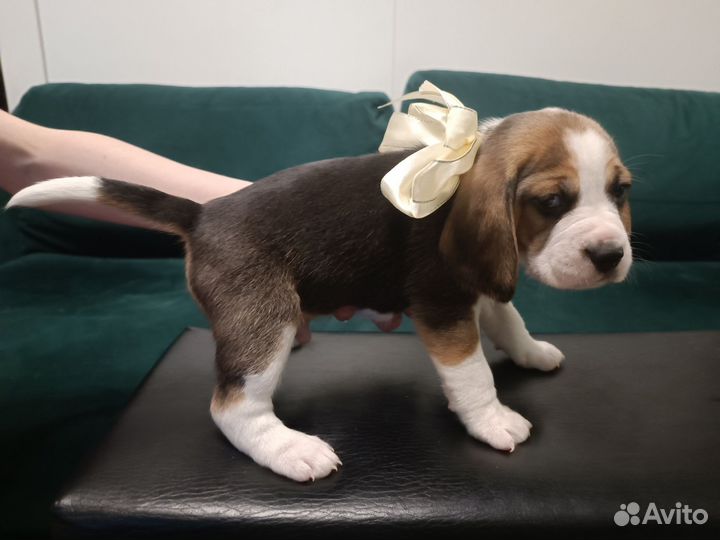 Щенки породы бигль