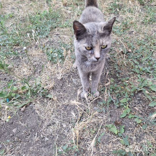Кошки в добрые руки
