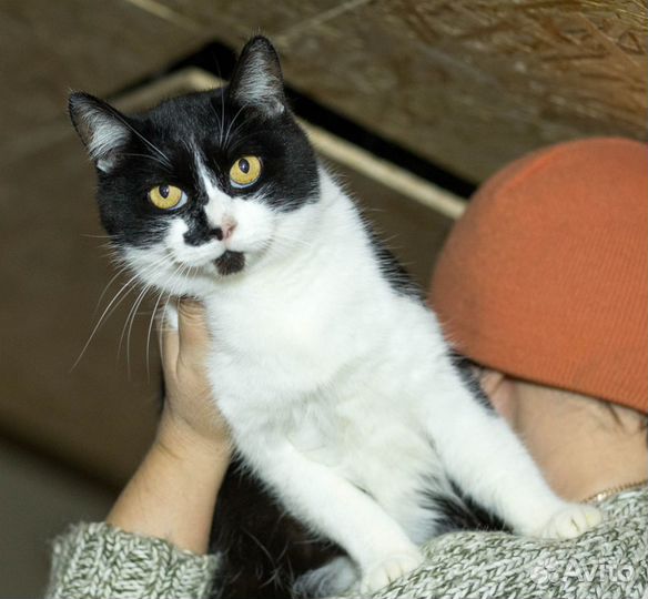 Флейта нуждается в доме