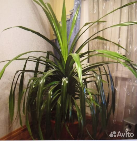 Пандаус Лаис комнатное растение