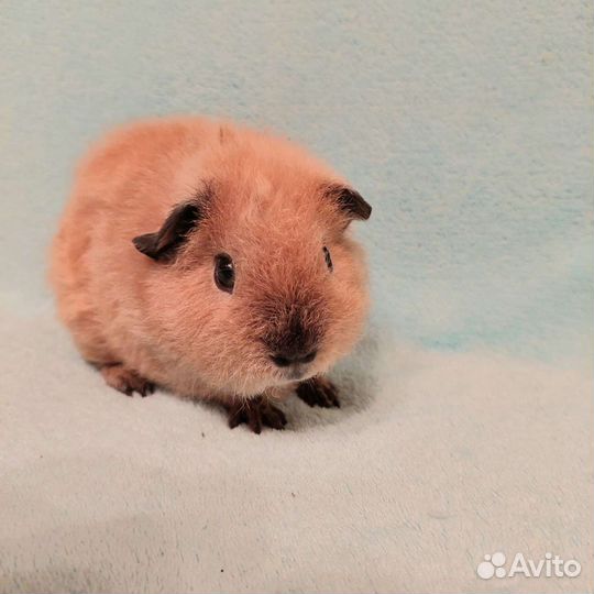 Плюшевые медвежата Рексики