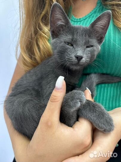 Русская голубая котенок в дар бесплатно