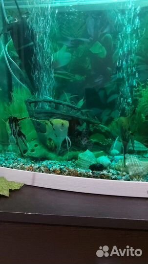 Аквариум