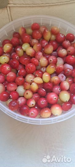 Клюква, калина, чёрная рябина