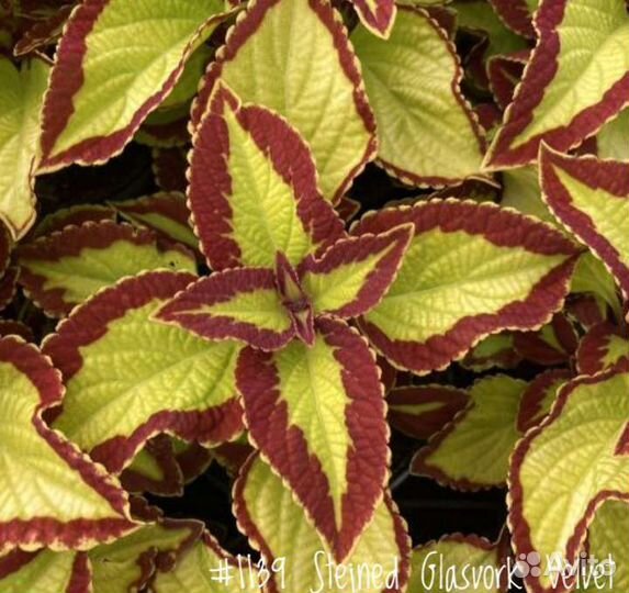 Колеусы Вегетативные (в ассортименте)