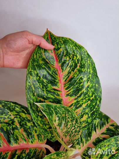 Аглаонема спринг ред