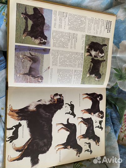 Ваша Собака Джон Палмер