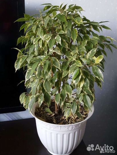 Фикус бенджамина большой