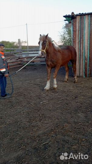 Жеребец тяжеловоз советский