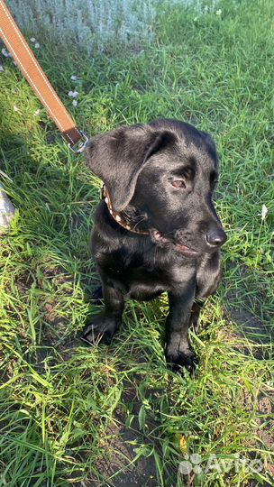 Щенки лабрадора