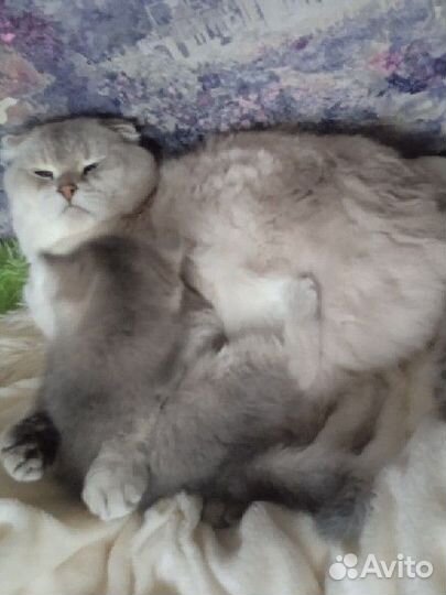 Шотландский кот вязка