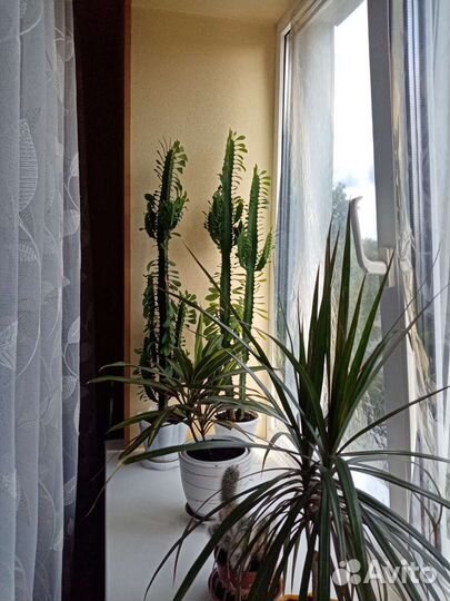 Молочай трехгранный