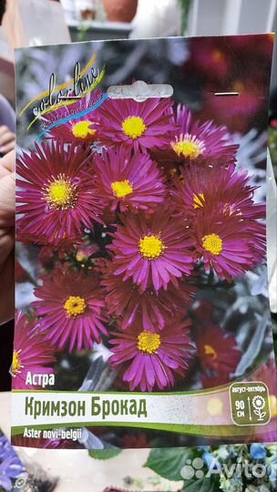 Астра, платикодон, морозник, прострел, кровохлебка