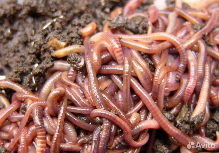 Калифорнийские черви