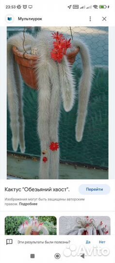 Кактус обезьяний хвост