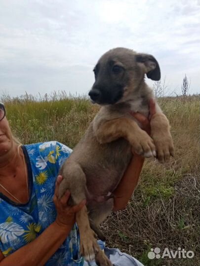 Щенок мальчик небольшой