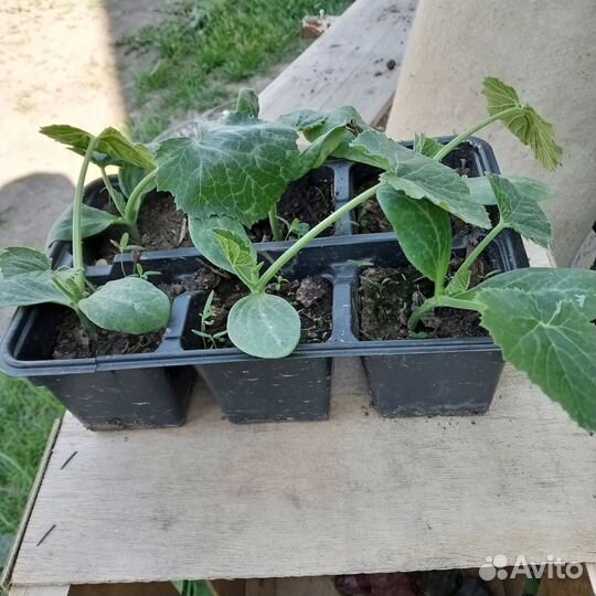 Рассада огурцов и кабачков