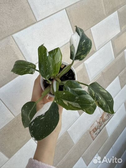 Филодендрон белая принцесса