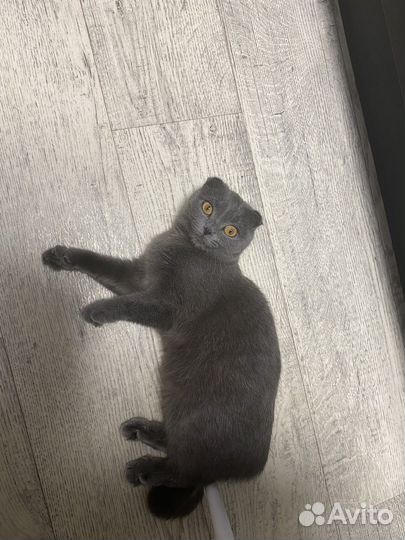 Британская кошка скоттиш фолд ищет вязку