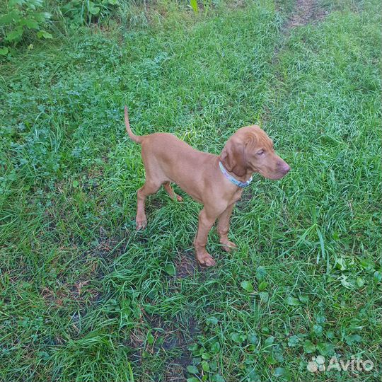 Венгерская выжла