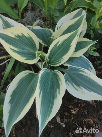 Хосты сортовые