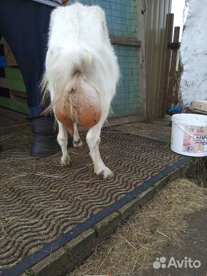 Коза дойная