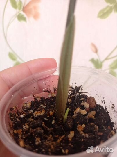 Сингониум золотая венеция