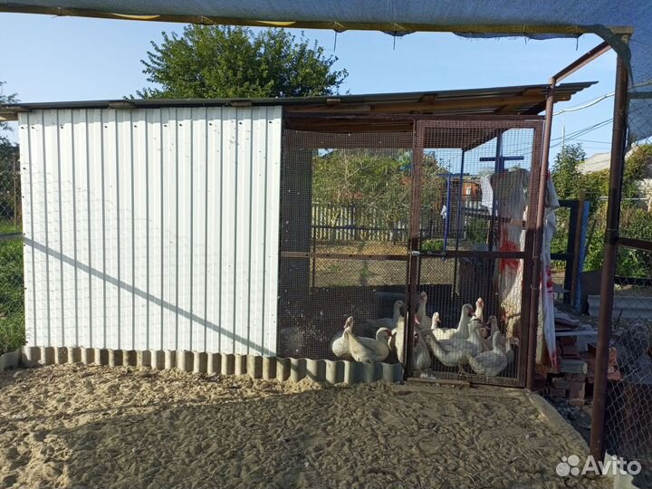 Индоутки тяжелых линий на племя и еду