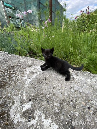 Котята в хорошие руки