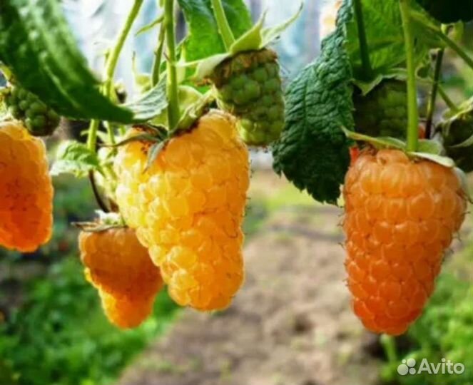 Саженцы из Мичуринска. Малина