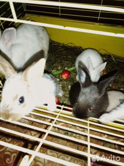 Декоративные кролики