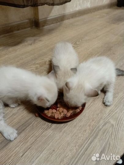 Котята в добрые руки бесплатно