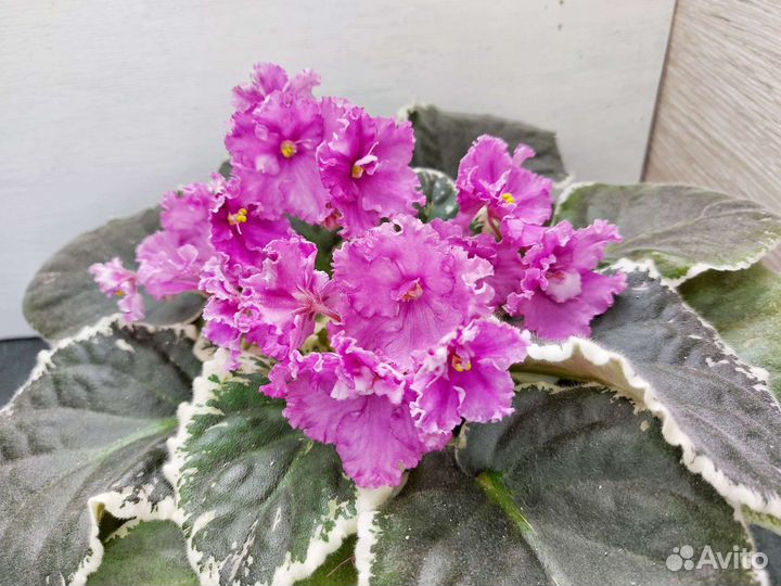 Фиалки сортовые (детки)