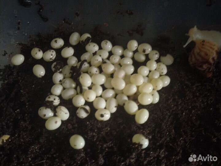 Улитки ахатины ретикулята альбино, фулика