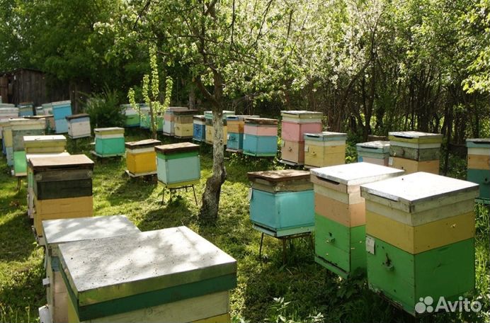 Мёд натуральный из Алтая опт. от 16 кг