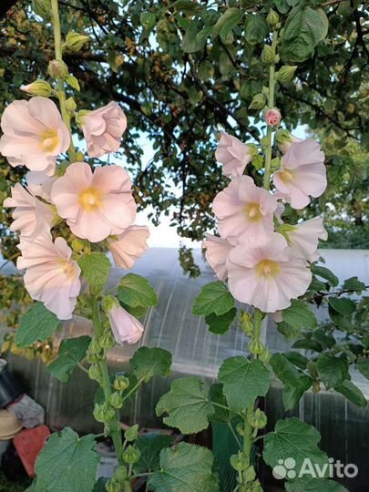 Лилейник жёлтый ранний и др. многолетники