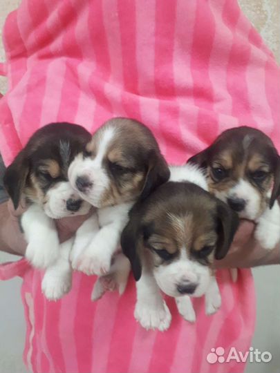 Щенки бигль с документами