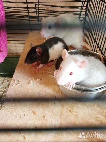 Крыса дамбо