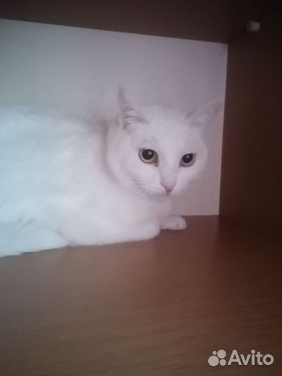Кошка ищет дом