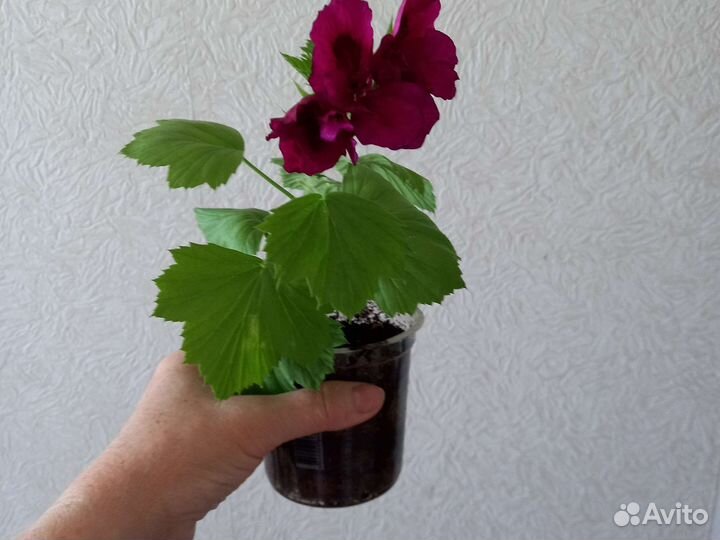 Сортовая герань королевская